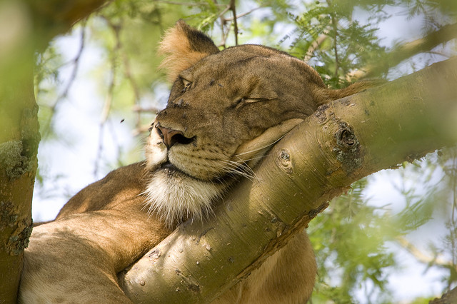 Queen Elizabeth National Park